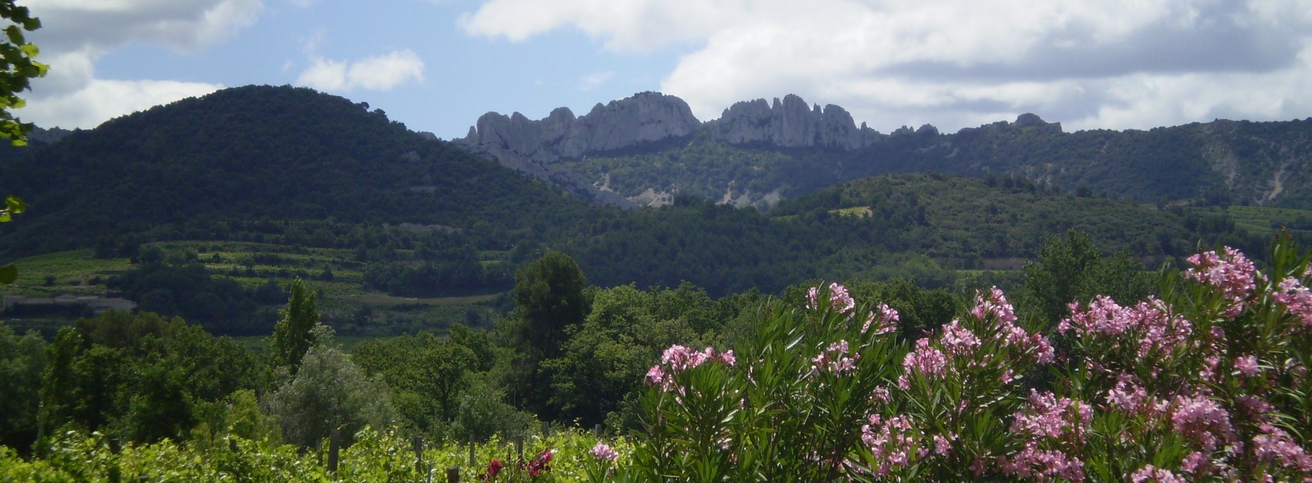 french wine region